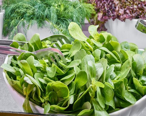Bunch of crisp dark green spinach leaves sitting in a white porcelain bowl